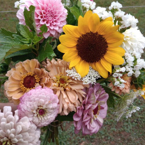 Heart Hollow Specialty Zinnia Seed Mix - Image 3