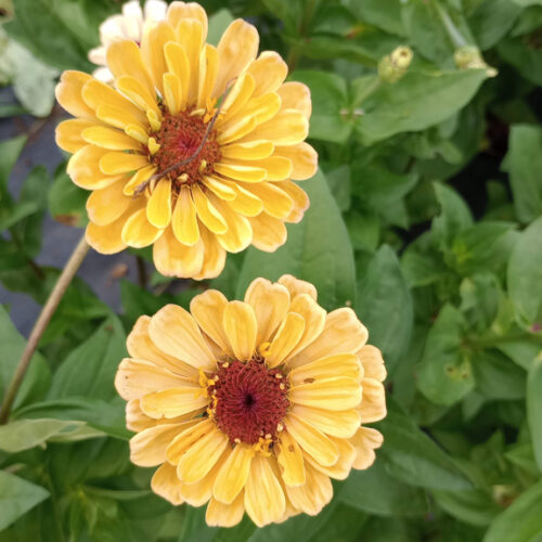 Heart Hollow Specialty Zinnia Seed Mix - Image 8