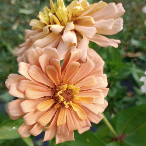 Heart Hollow Specialty Zinnia Seed Mix - Image 6